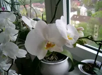 Anne 2010.webp