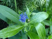 Was wächst da 004.webp