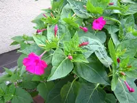 DSCN0998.webp