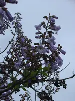 Baum2.webp