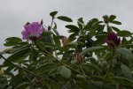 Rhododendron_1.JPG