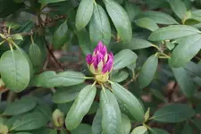 Rhododendron_2.webp
