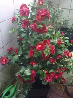 12042010138.webp