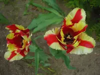 CIMG9334.webp