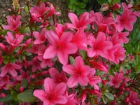 CIMG9352.webp