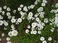 CIMG9353.webp
