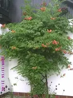 PIC00077.webp