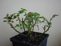 DSC04291.webp