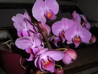 CIMG5820.webp
