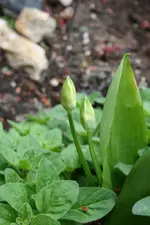 Bärlauch Blüte.webp