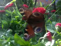 HPIM4355.webp