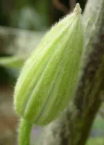 Clematisknospe.webp