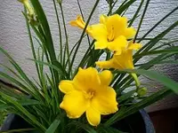 Stella d'Oro.webp