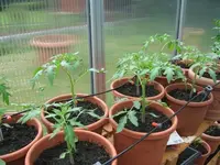 Tomaten2.webp