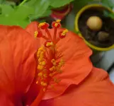 hibiscus_fortpflanzung.webp hibiscus_fortpflanzung.webp