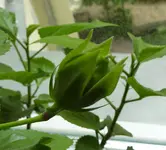 hibiscus_fortpflanzung2.webp