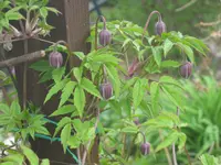 004.webp