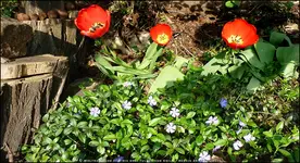 Drei-Tulpenbeet.webp