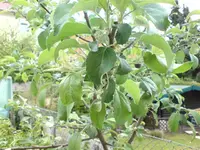 Apfelbaum 00000.webp