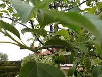 Apfelbaum 00001.webp