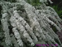 Brautspiere.webp