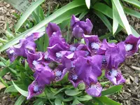 IMG_lenna m.9_1024x768.webp