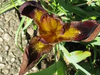 IMG_little bucaneer_1024x768.webp