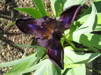 IMG_samtpfötchen2_1024x768.webp