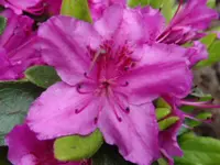 DSC04756.webp