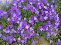 CIMG9349.webp