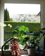 P1100846_479_600.webp