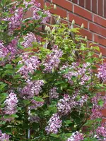 100_2326.webp