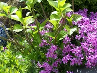 100_2327.webp