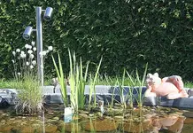 Frosch liegend_klein.webp