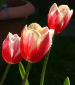 Tulpen3bForum.webp