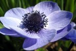 anemone blau.jpg