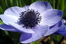 anemone blau.webp