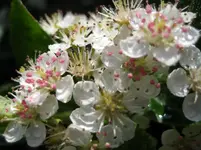 aronia.webp