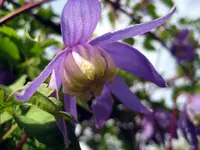 clematis.webp