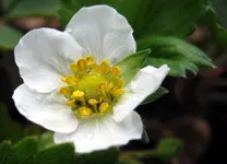erdbeerblüte.webp