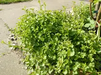 P1040620.webp