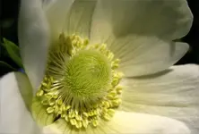 anemone.webp