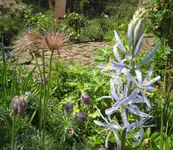 allium beet.webp