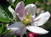 apfelblüte.webp