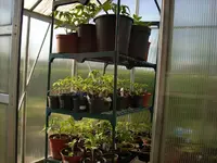 Tomaten im Gewächshaus2.webp
