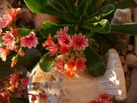 P1100881_600_450.webp