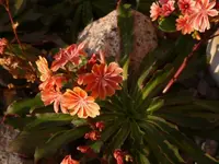 P1100880_600_450.webp