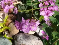P1100875_600_462.webp