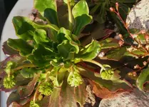P1100883_600_432.webp