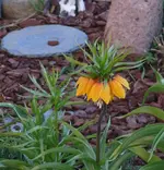 P1100885_579_600.webp